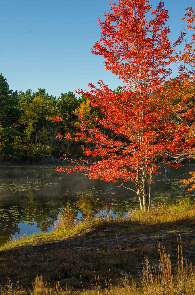 Morning on the Plains The Kennebunk Plains Bud Flickr