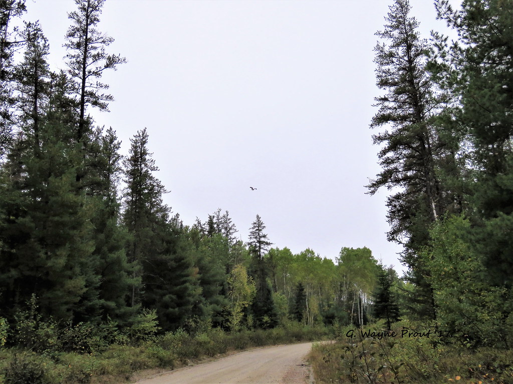 Gibson Lake Road Photographed a section of Gibson Lake Roa… Flickr