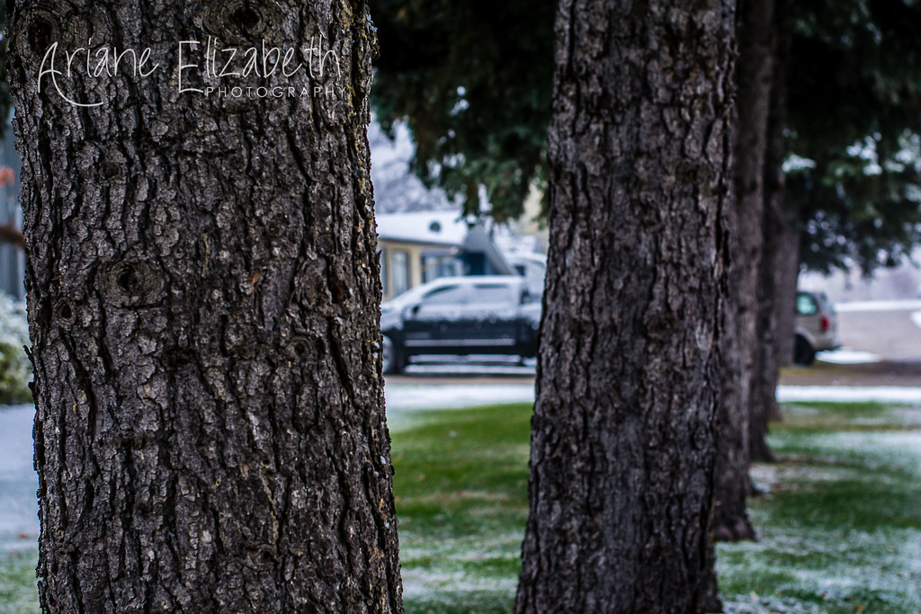 First snowfall NotreDamedeLourdes, MB exploremb yourm… Flickr