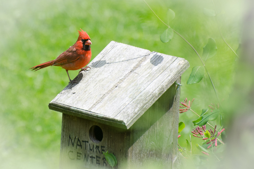 Cardinal80145 A male Cardinal atop his house. Ferd Brundick Flickr