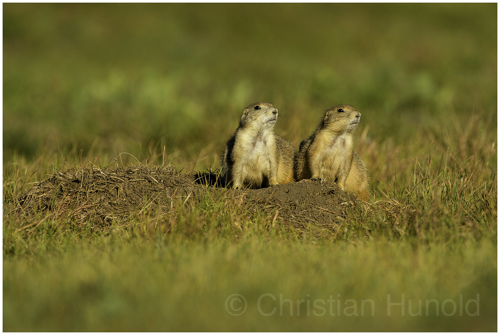 blacktailed prairie dogs Fort Niobrara NWR, Nebraska We s… Flickr