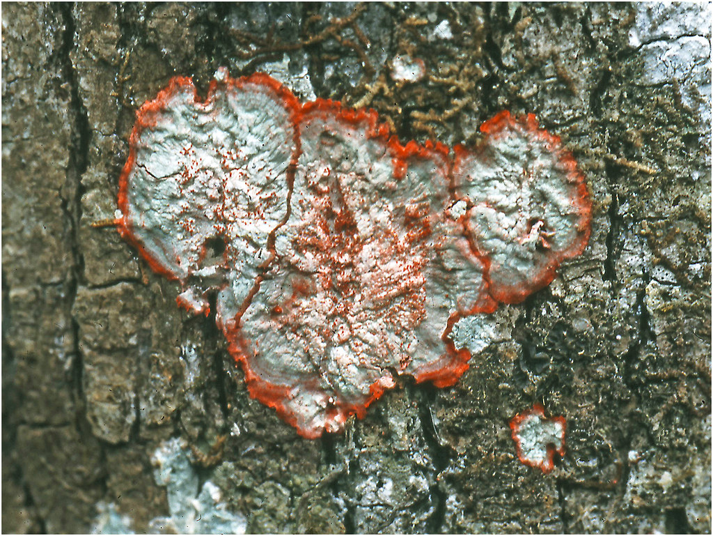 Red Blanket Lichen Herpothallon rubrocinta Roger Barnes Flickr