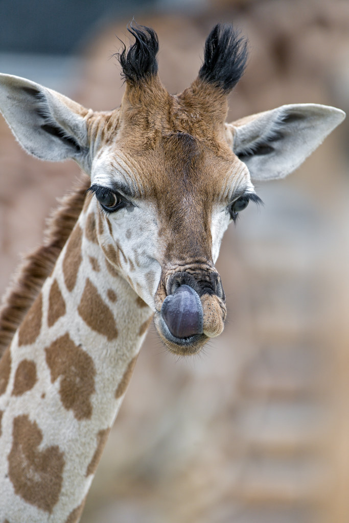 Closeup of the baby giraffe Close portrait of the three we… Flickr