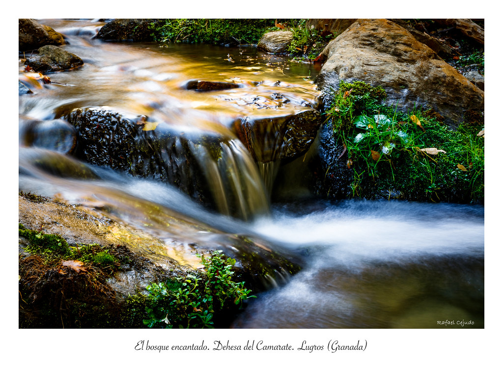 El bosque encantado. Dehesa del Camarate. Lugros (Granada)… Flickr