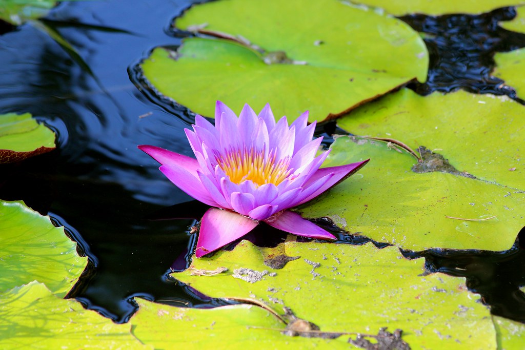 IMG_0478/Bali Island/Lotus Flower on the Pond/ dany13 Flickr