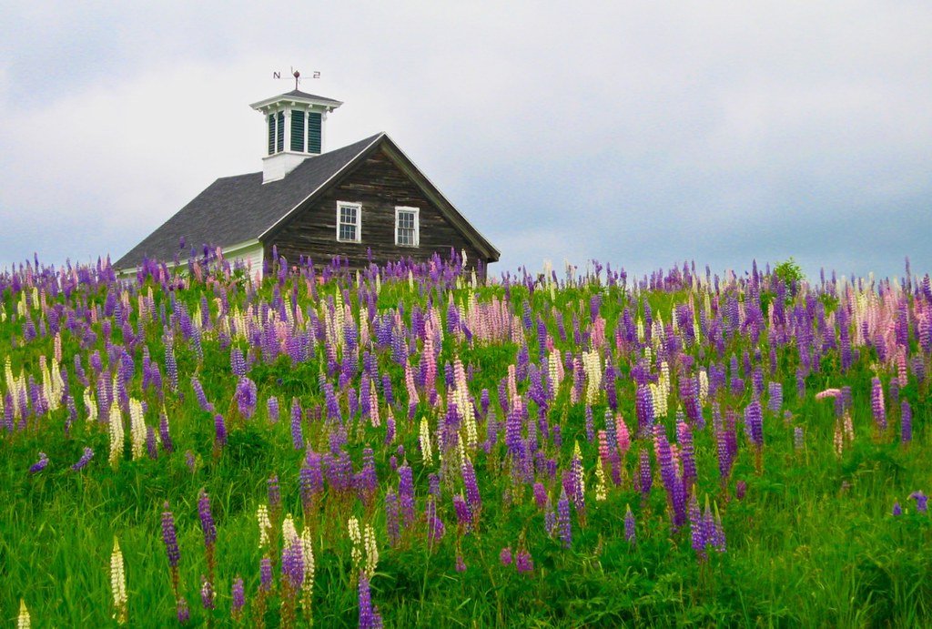 Lupines, N. Whitefield, Maine Summer Lupines, N. Whitefiel… Flickr