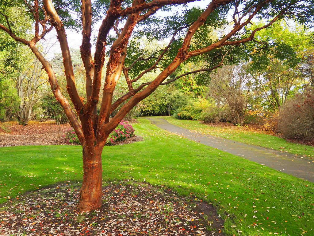 Botanic Gardens Dundee. Flyingpast Flickr