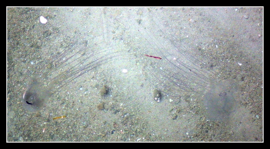 POTENTIALLY DEADLY SEA WASPS (BOX JELLYFISH) SWARMING IN THE WARM