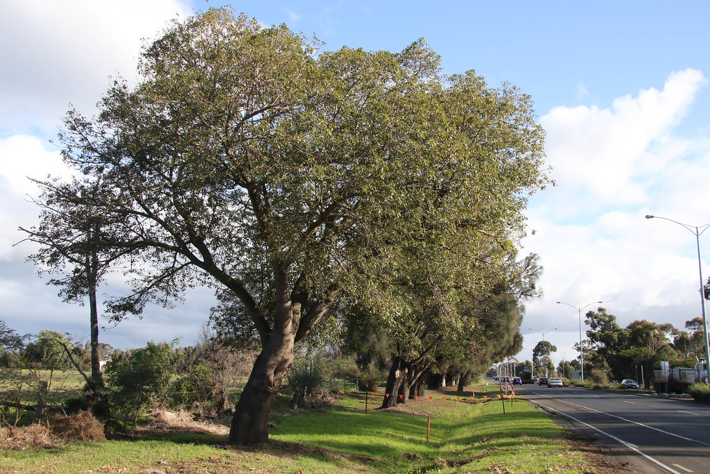 201506192181 Kurrajong Trees in the Avenue along the Prin… Flickr