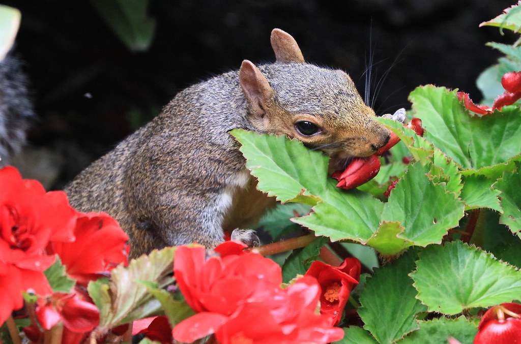 Very friendly Squirrell in Regents Park Eating a flower he… Flickr