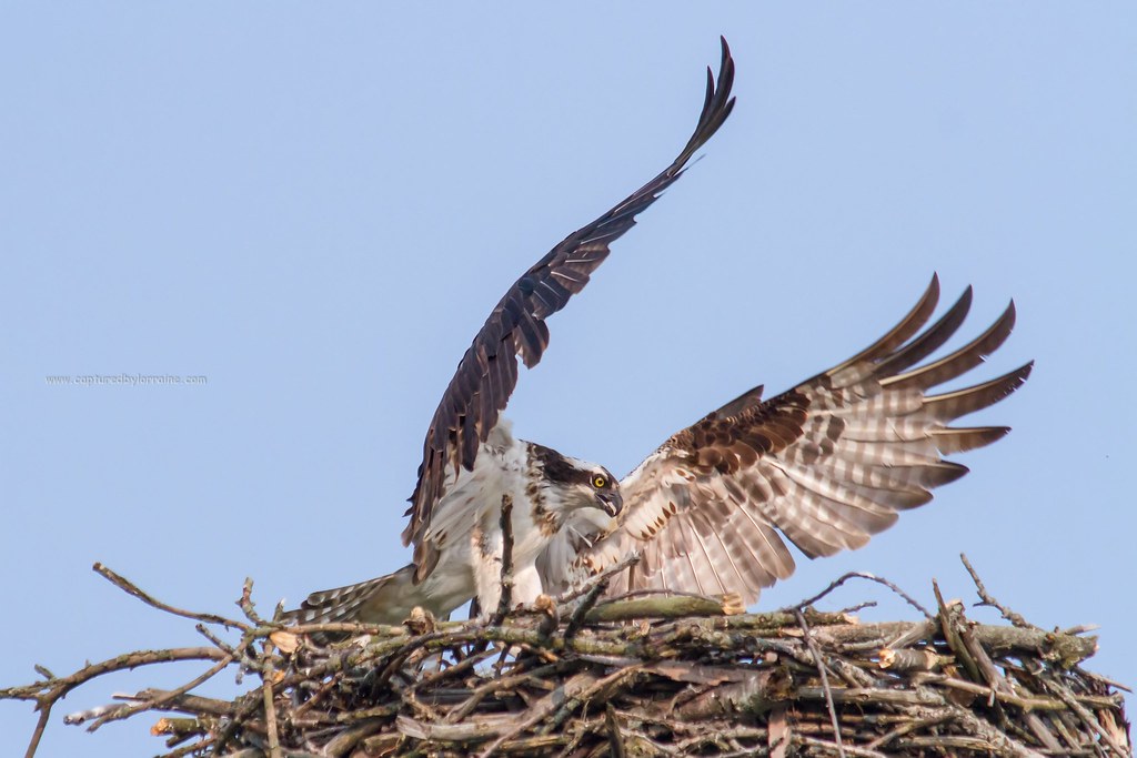 Osprey Landing I got to see the Osprey land in its nest. T… Flickr