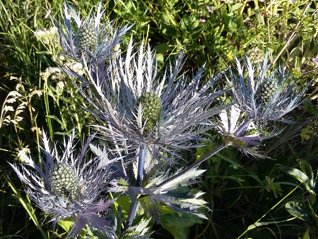 Chardon bleu (Eryngium alpinum) Apiacée de 30100 cm aux f… Flickr