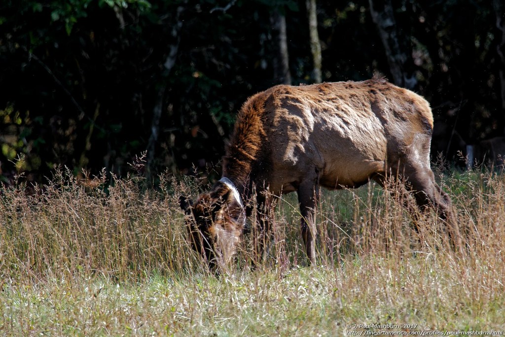 Dominant Bull Elk Number 802's Herd (3) My second elk phot… Flickr
