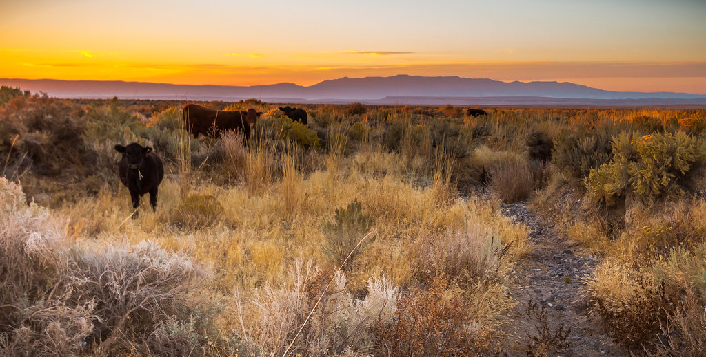 Cattle grazing on rangeland east of Steens Mountain Flickr