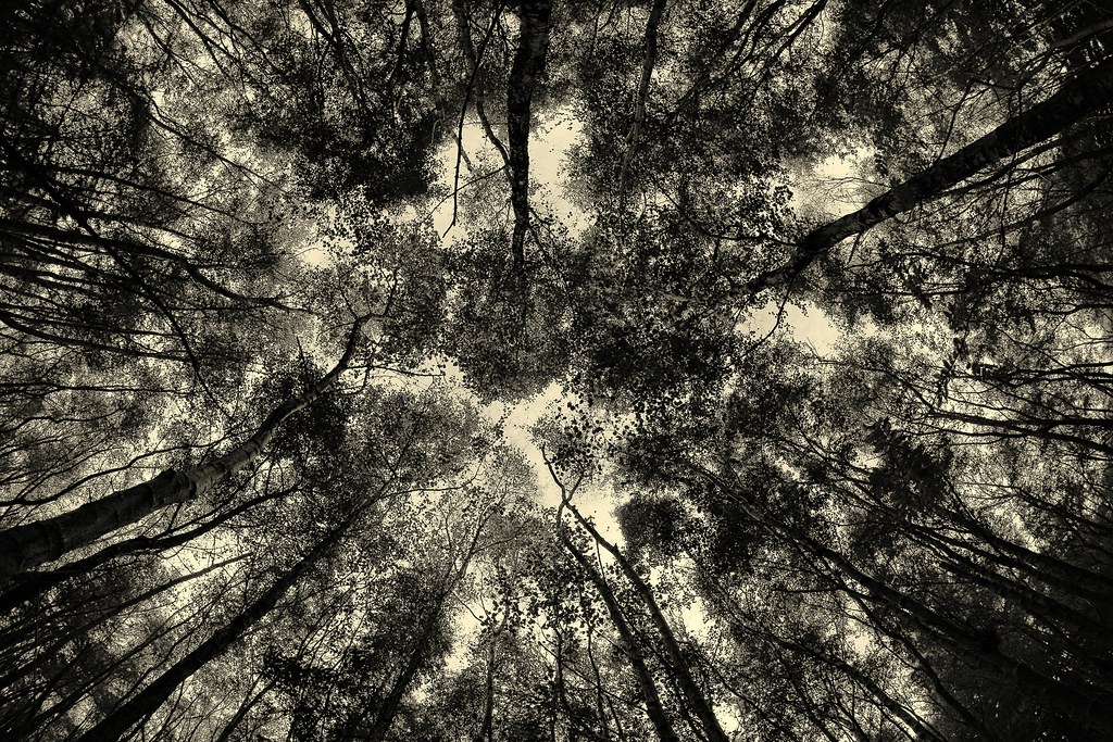 Canopy Lochside, Bridge of Don, Aberdeen PeskyMesky Flickr