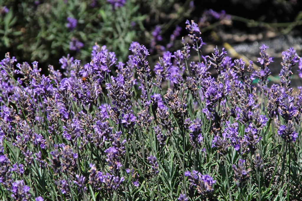 IMG_3058 Rowley Creek Lavender Farm, near Baraboo, Wiscons… Flickr