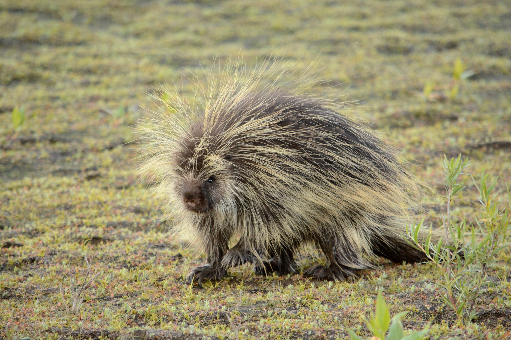 All sizes Porcupine Flickr Photo Sharing!