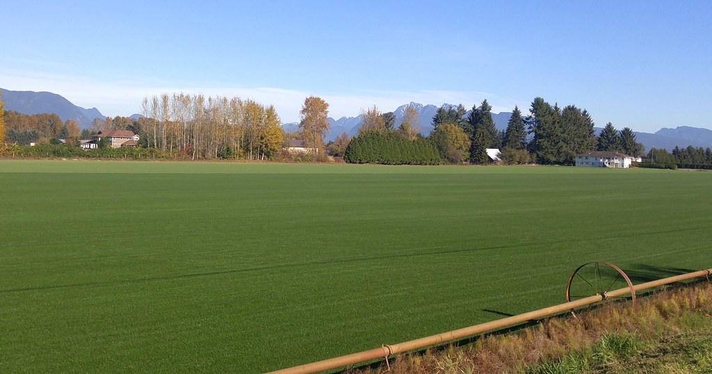 Pitt Meadows Turf Farm 20171024_130828 Big field of lawn g… Flickr