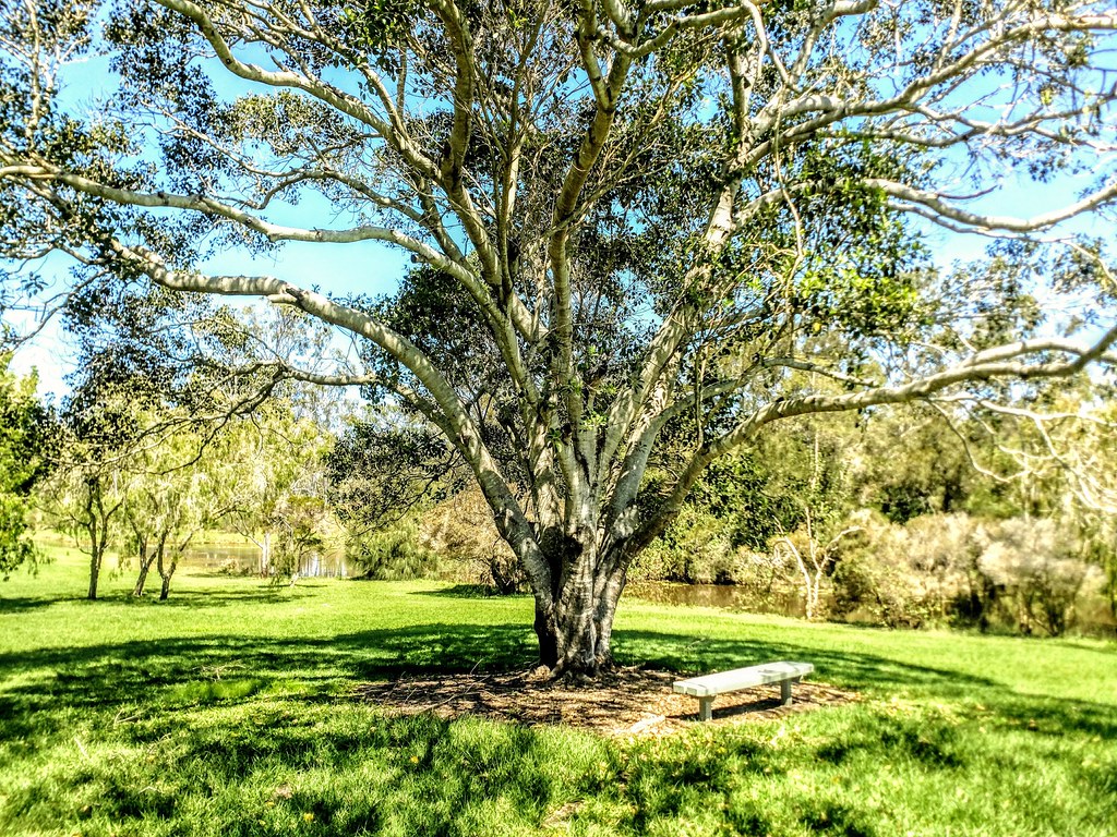 The Tree in Gladstone Gladstone Botanical gardens Flickr
