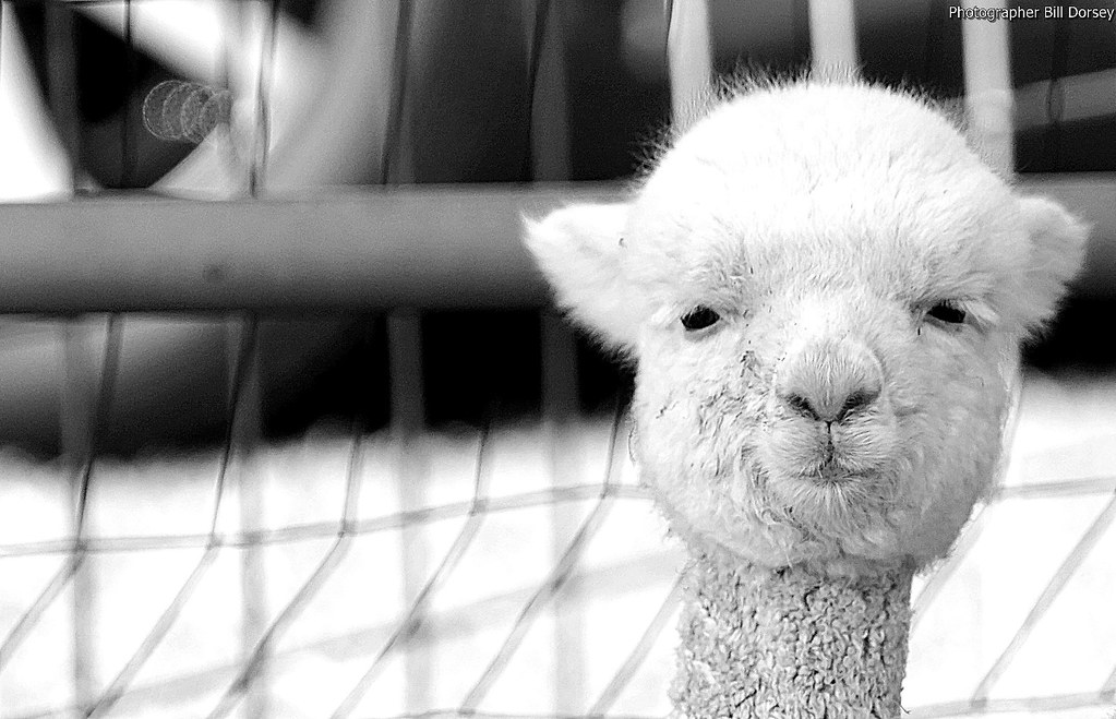 Q Tip East Aurora NY Bill Flickr