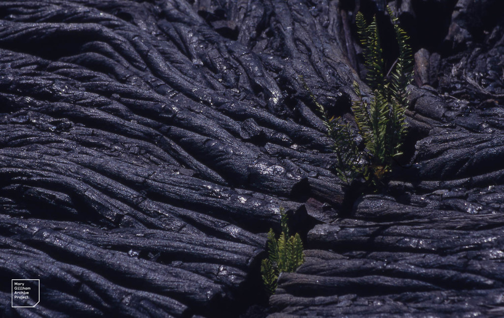 Opihikao Beach ropy lava and polypody fern Hawaiitropical… Flickr