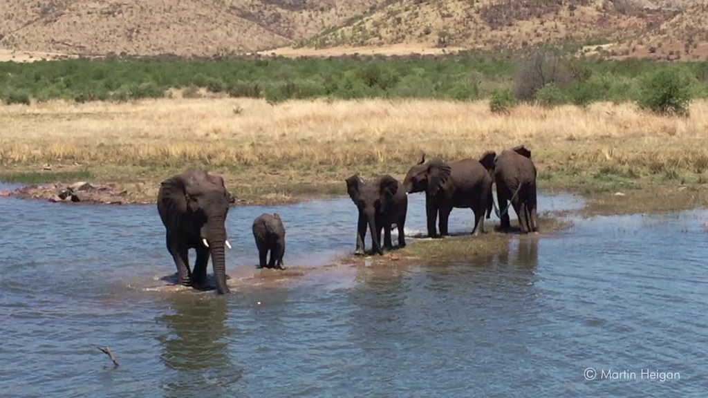 Elephants playing in the water Elephants cooling down from… Flickr