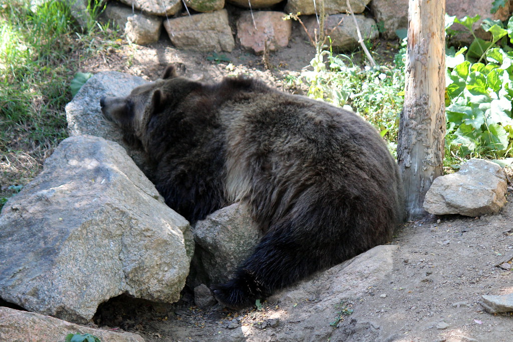 Colorado Springs Cheyenne Mountain Zoo Grizzly Bear Flickr