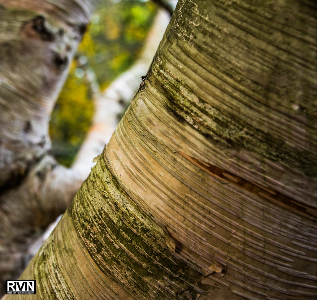 Silver Birch Bark Ross Van Nairn Flickr