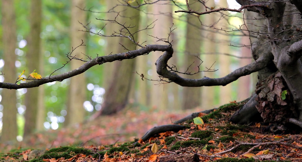 Special Branch Lochside, Bridge of Don, Aberdeen PeskyMesky Flickr