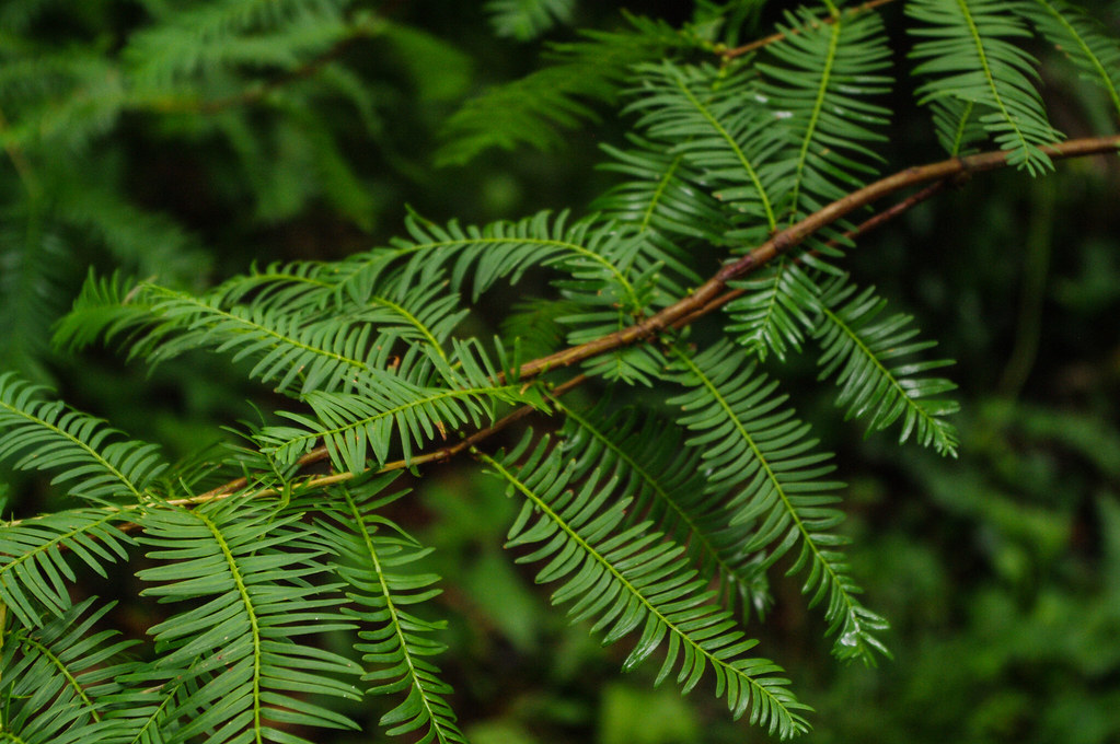 Yew Jade Hartshorn Flickr