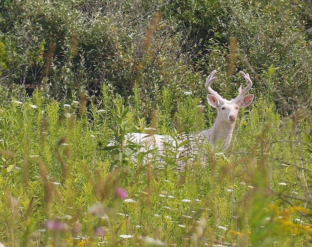 Seneca White Deer Seneca White Deer Seneca White Deer, Inc Flickr