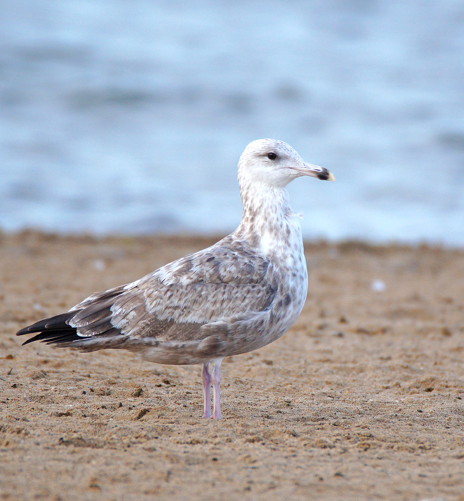 Herring Gull [immature] An imposing gull; seen at Lake St.… Flickr