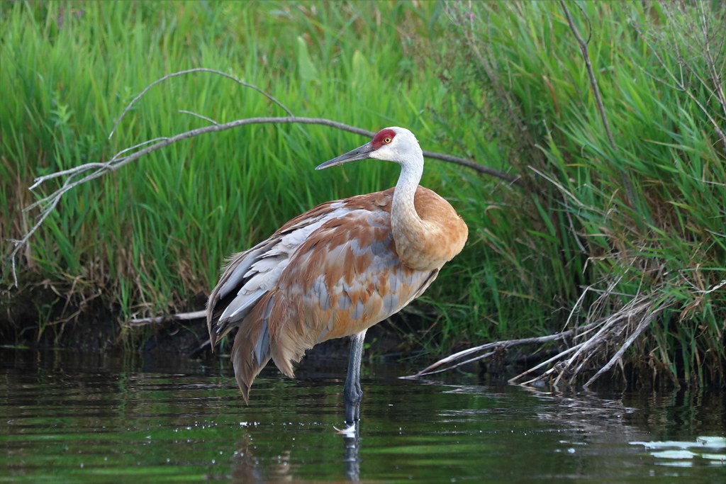 Sandhill Crane Gourdneck Lake; Portage, MI. Zach Frieben Flickr