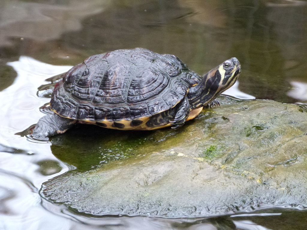 Tortue de floride à joues jaunes Trachemys scripta