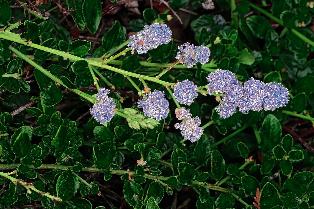 J201710190005—Ceanothus thyrsiflorus var repens—RPBG—DxO Flickr