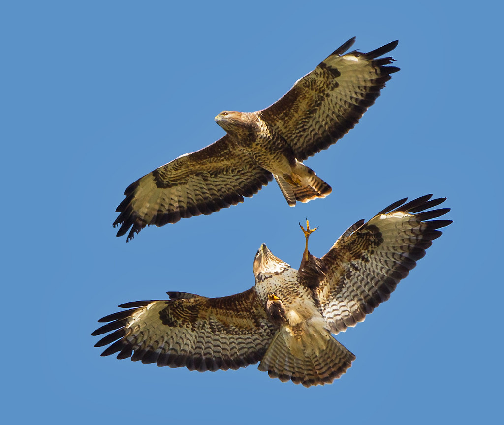 Common Buzzard (buteo buteo) Pushing its luck !! Look at … Flickr