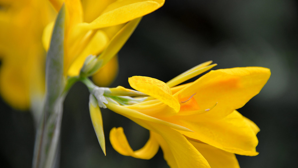 flowersinmontrealcanada_9384541431_o Derran Eaddy Flickr