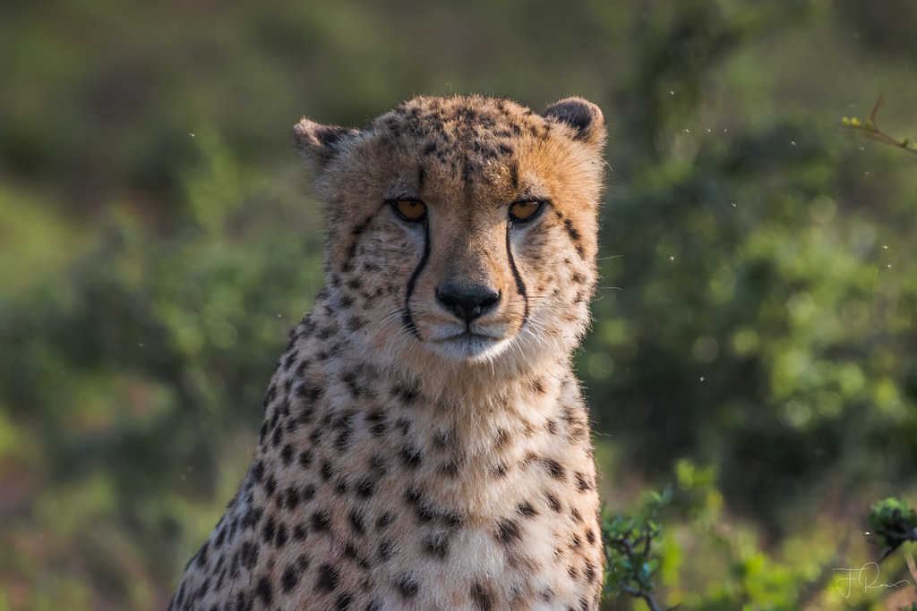 Cheetahs closeup stare One of the female cheetahs we trac… Flickr