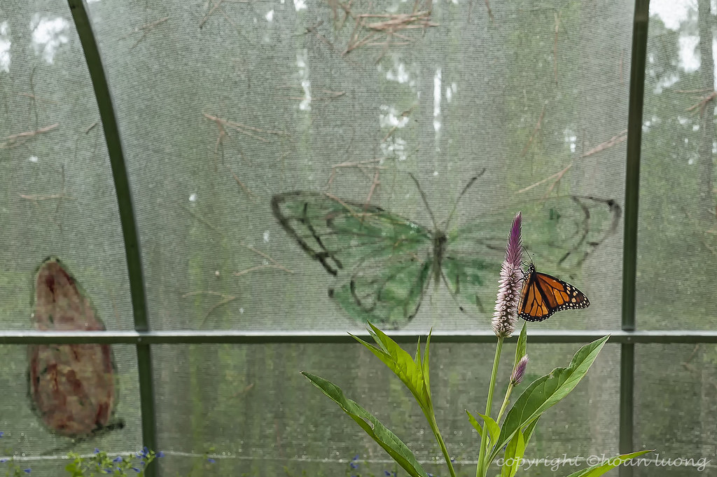 Butterfly House Brookgreen Gardens, Murrell Inlets Flickr