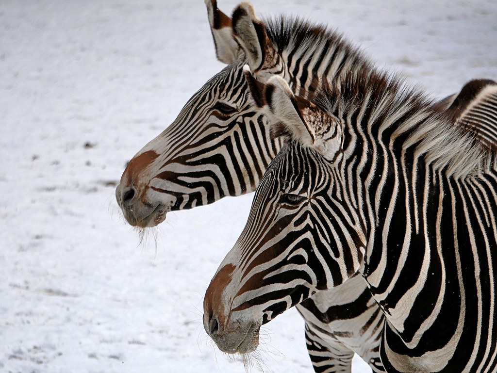 Zebras im Schnee / Zebras in the snow Zebras auf weißem Hi… Flickr