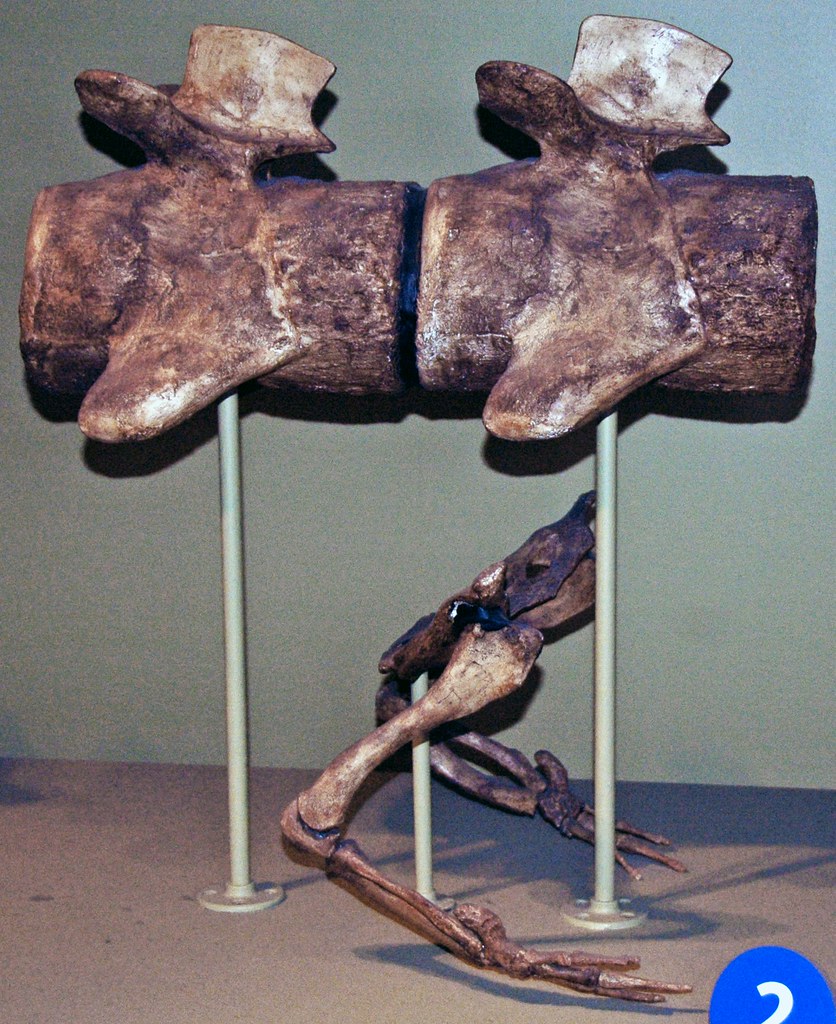 Basilosaurus sp. (fossil whale) (Eocene; Egypt) 3 Basilosa… Flickr