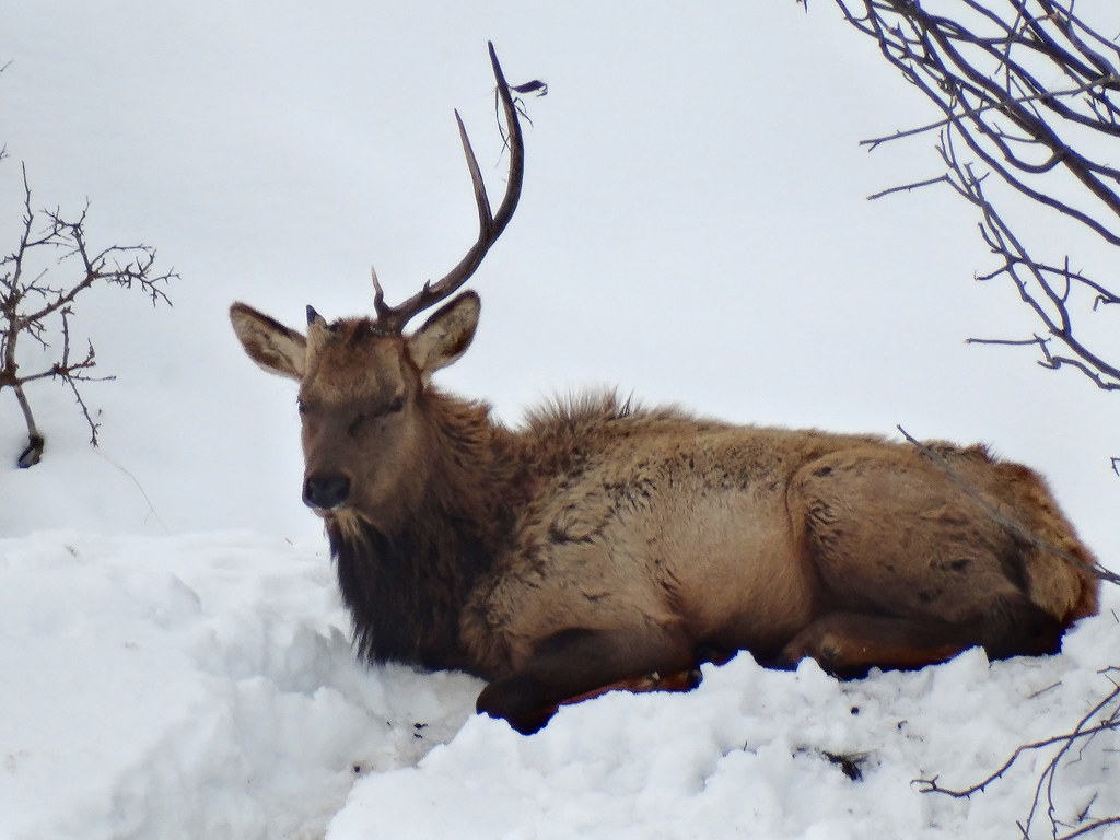 Elk on the Oregon side of Brownlee Dam "Onehorned" elk in… Flickr
