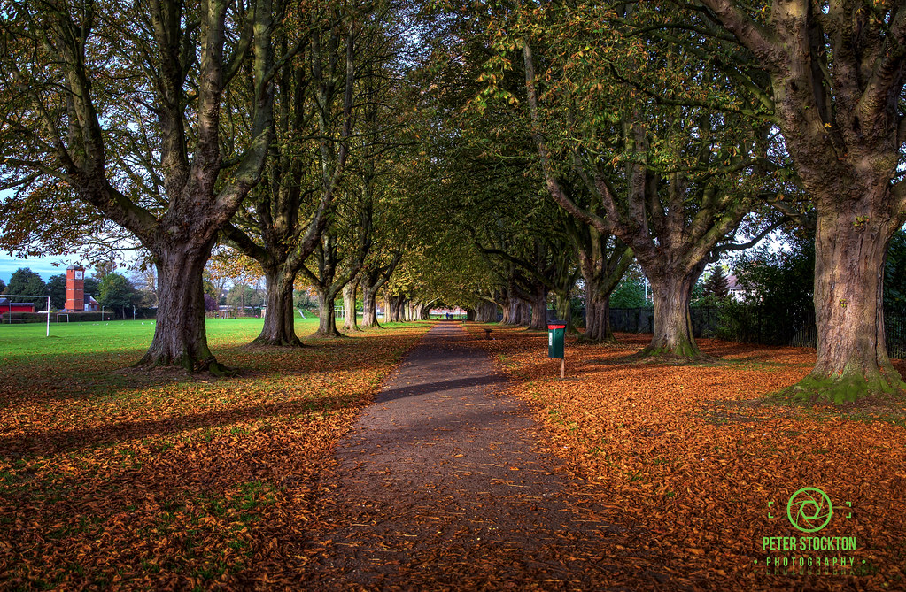 DSC_9848 next to hamilton road taunton peter stockton Flickr