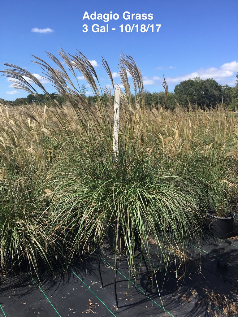 10/18/17 Hackney Nursery Flickr