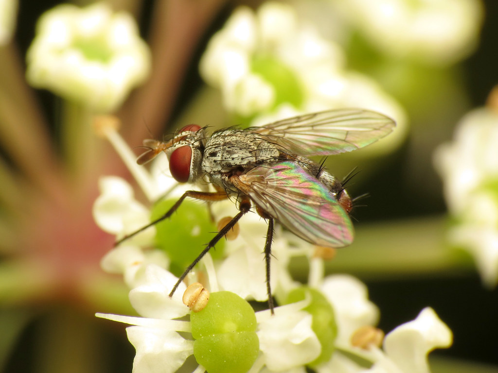 Tachinid Fly Suitland Bog Natural Area, Suitland, Prince G… Flickr