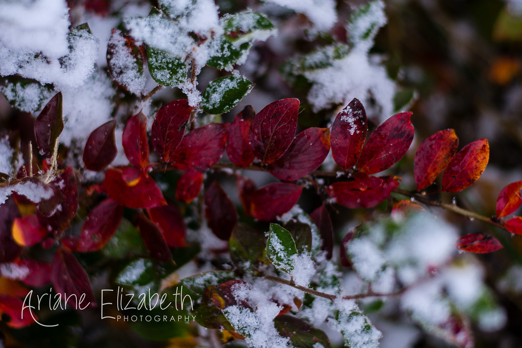 First snowfall NotreDamedeLourdes, MB exploremb yourm… Flickr