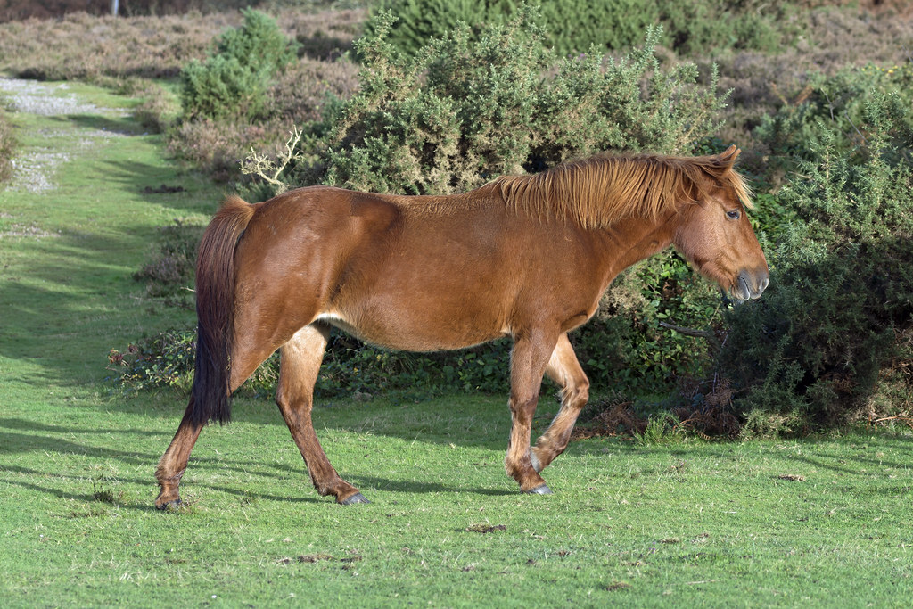 New Forest Pony, Picket Post, New Forest, Hampshire, UK Flickr