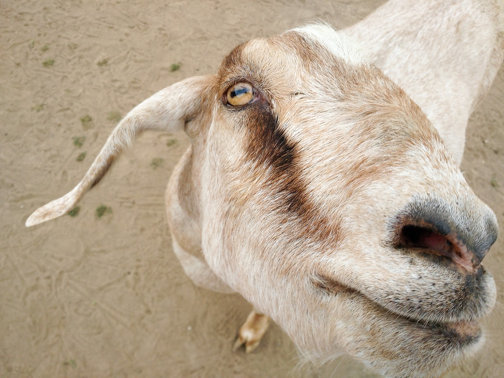 Goat closeup These guys were super aggressive! But super c… Flickr