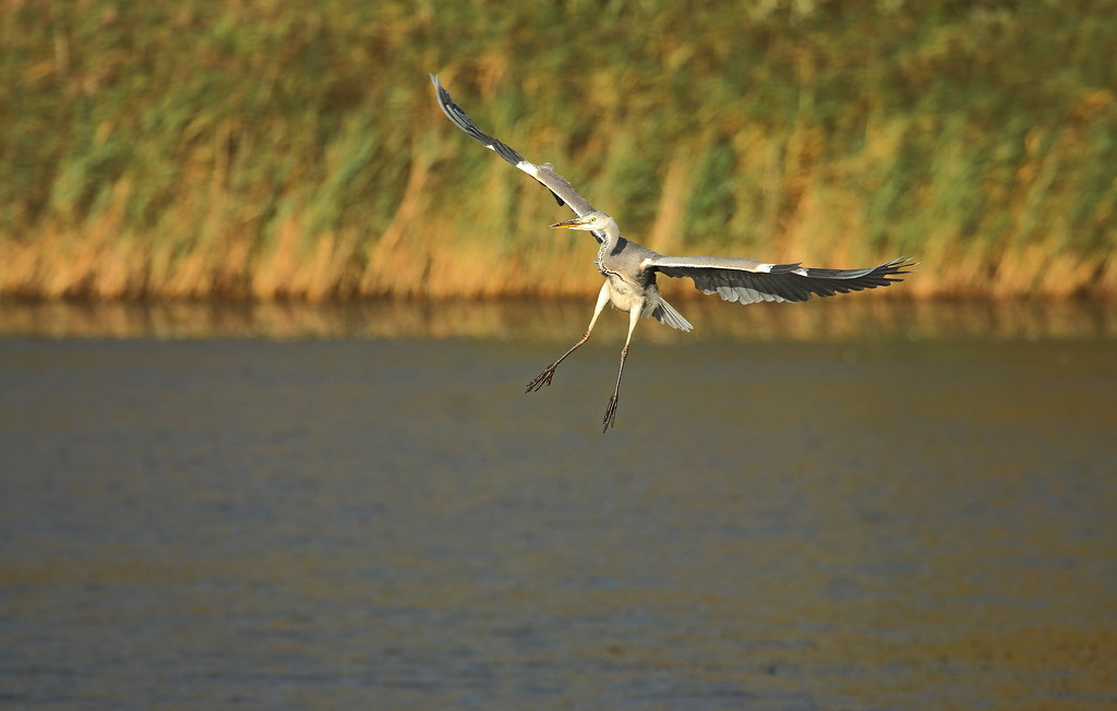 Heron landing Ann Chapman Flickr