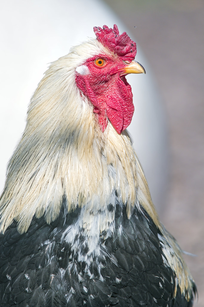 Another portrait of a rooster Second portrait of a rooster… Flickr